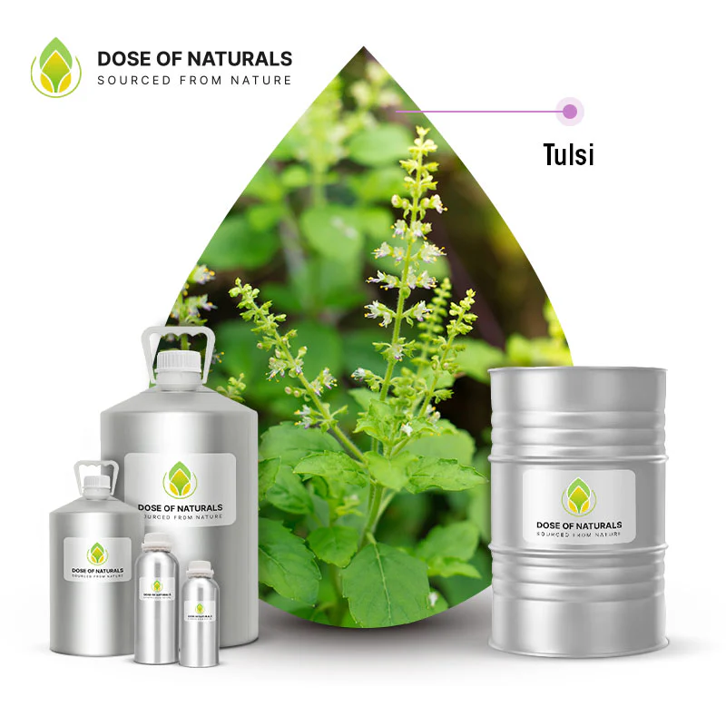 Tulsi (Holy Basil) Essential Oil Manufacturers In Morocco