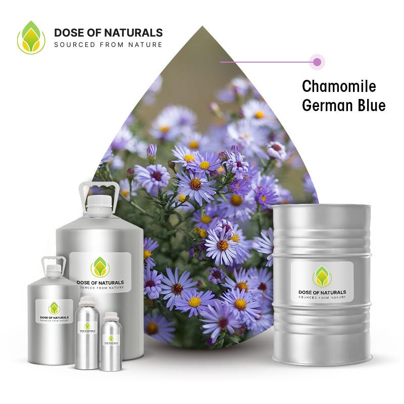 Chamomile Essential Oil, German Blue Manufacturers In Canada