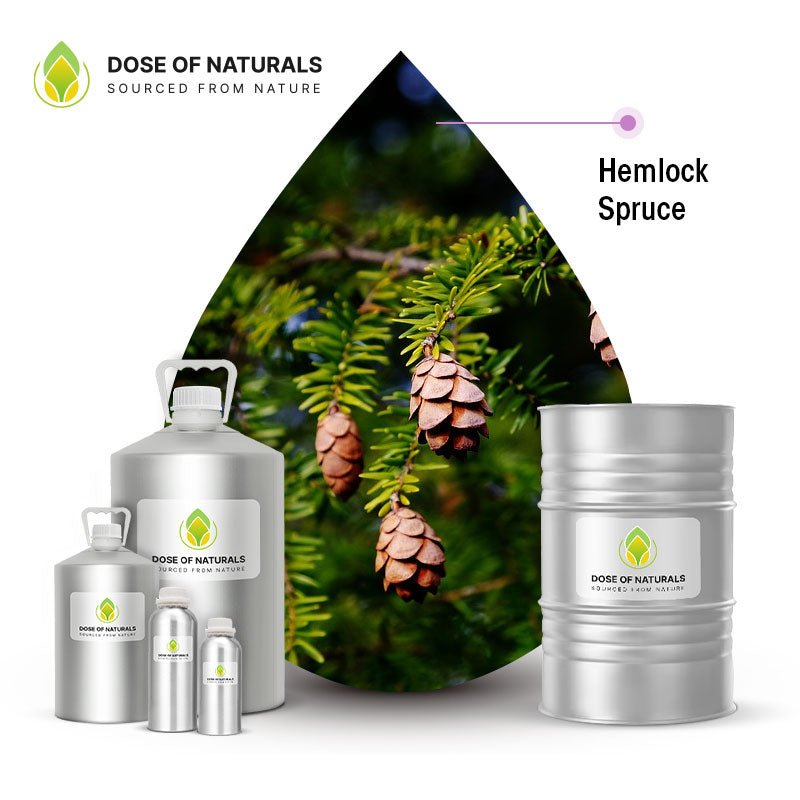 Hemlock Spruce Essential Oil Manufacturers In Syria