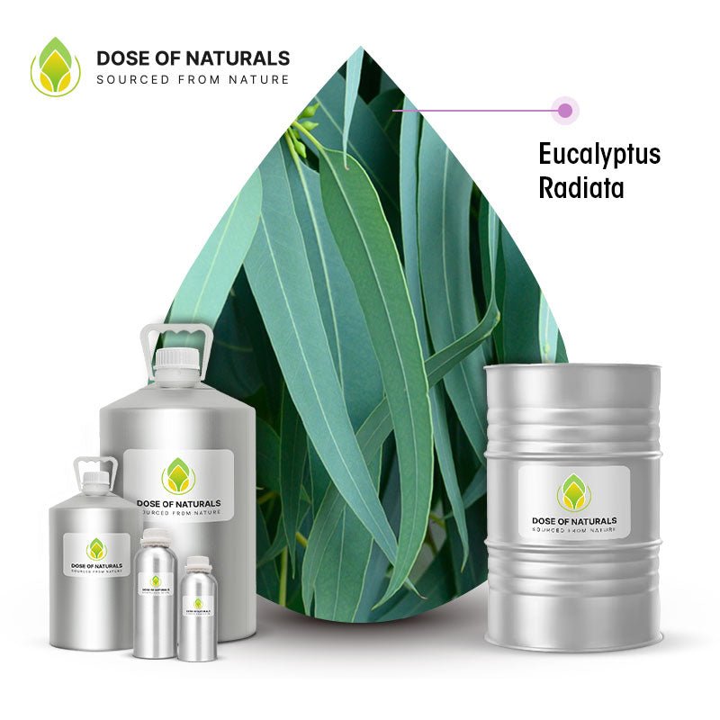 Eucalyptus Radiata Essential Oil Manufacturers In Morocco